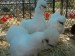 DSC04558.JPG