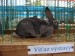DSC04593.JPG